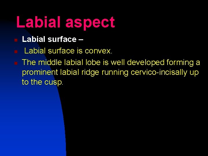 Labial aspect n n n Labial surface – Labial surface is convex. The middle