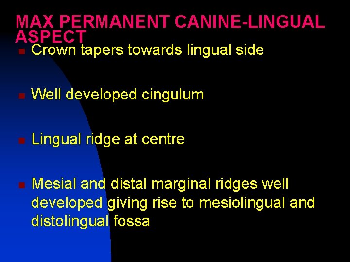 MAX PERMANENT CANINE-LINGUAL ASPECT n Crown tapers towards lingual side n Well developed cingulum