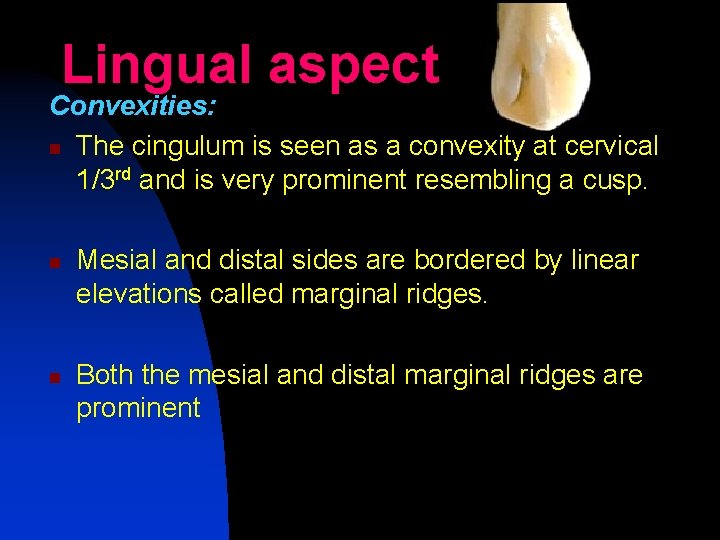 Lingual aspect Convexities: n The cingulum is seen as a convexity at cervical 1/3