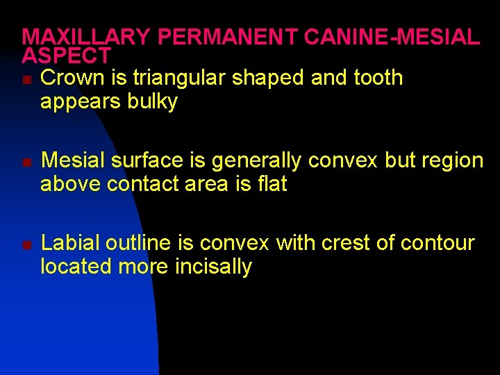 MAXILLARY PERMANENT CANINE-MESIAL ASPECT n Crown is triangular shaped and tooth appears bulky n