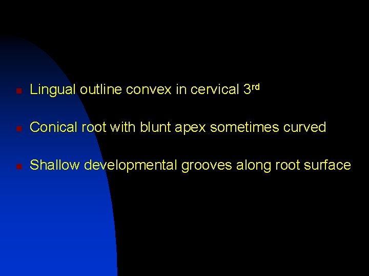 n Lingual outline convex in cervical 3 rd n Conical root with blunt apex