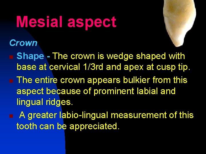 Mesial aspect Crown n Shape - The crown is wedge shaped with base at