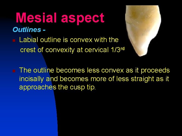 Mesial aspect Outlines n Labial outline is convex with the crest of convexity at