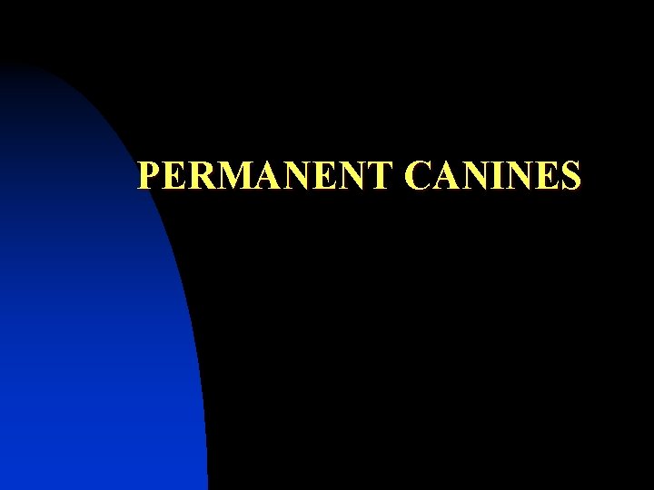 PERMANENT CANINES 