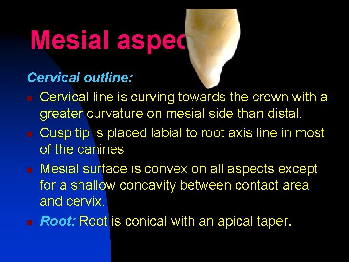 Mesial aspect Cervical outline: n Cervical line is curving towards the crown with a