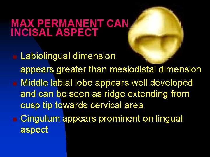 MAX PERMANENT CANINEINCISAL ASPECT Labiolingual dimension appears greater than mesiodistal dimension n Middle labial