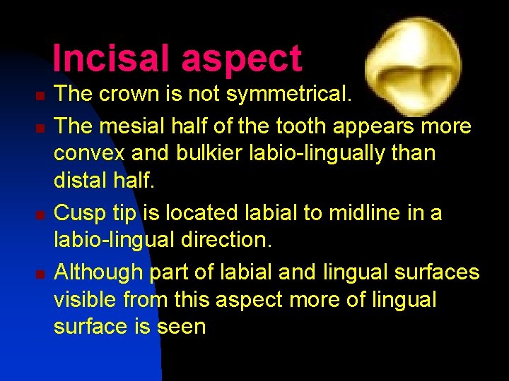 Incisal aspect n n The crown is not symmetrical. The mesial half of the