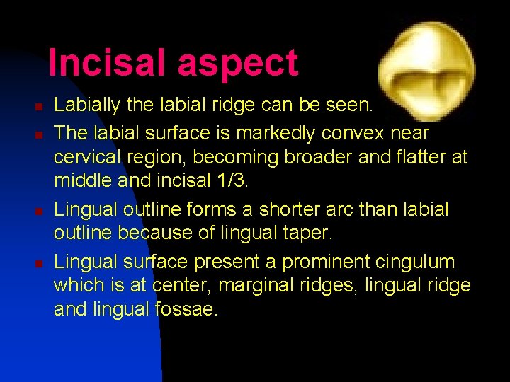 Incisal aspect n n Labially the labial ridge can be seen. The labial surface