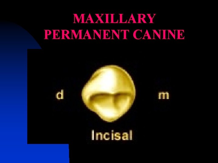 MAXILLARY PERMANENT CANINE INCISAL ASPECT 