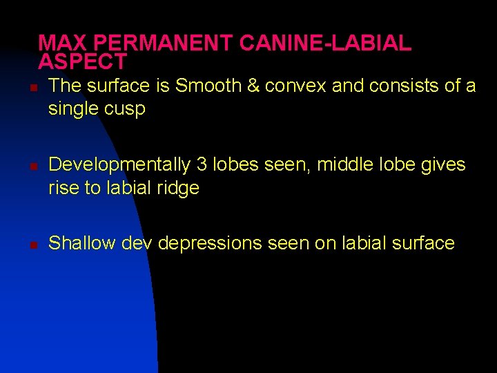 MAX PERMANENT CANINE-LABIAL ASPECT n n n The surface is Smooth & convex and