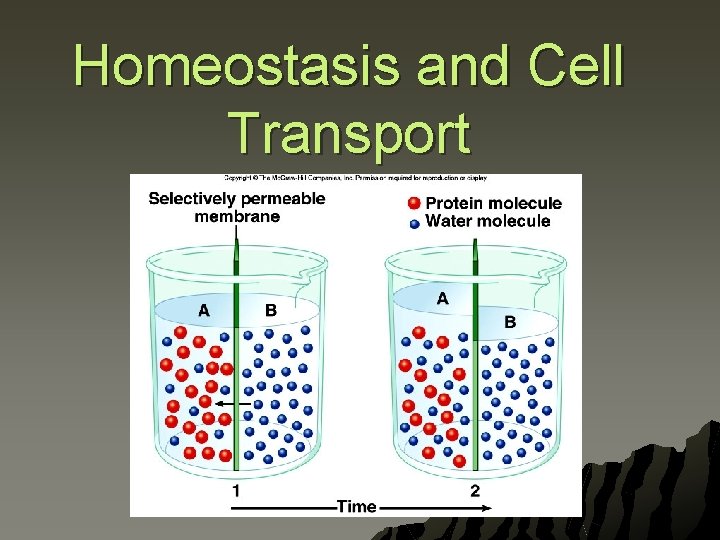 Homeostasis and Cell Transport 