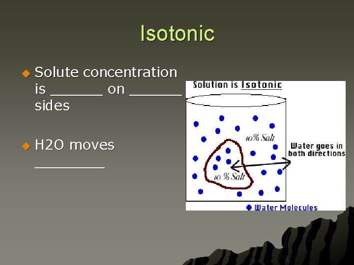 Isotonic u u Solute concentration is ______ on ______ sides H 2 O moves