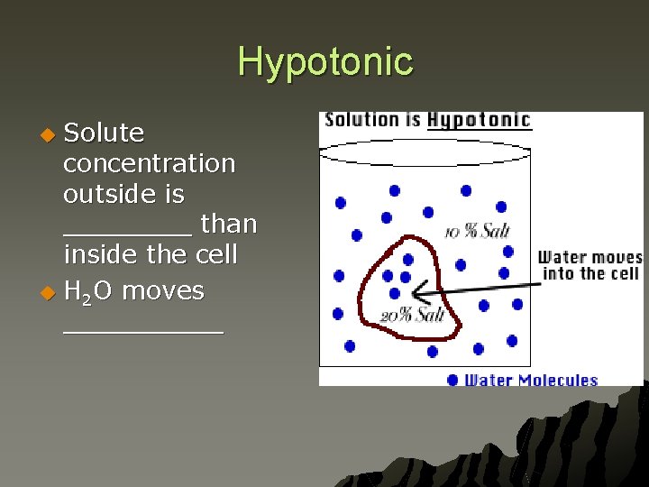 Hypotonic Solute concentration outside is ____ than inside the cell u H 2 O