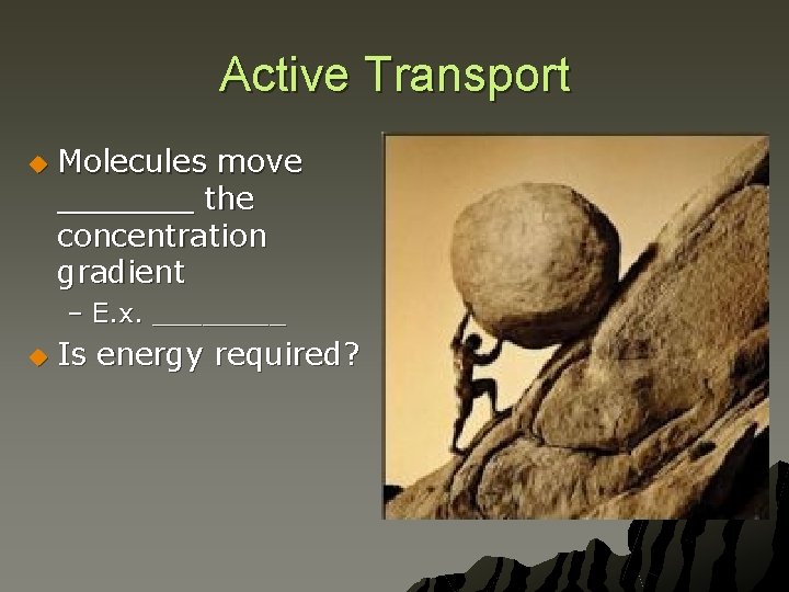 Active Transport u Molecules move _______ the concentration gradient – E. x. ____ u