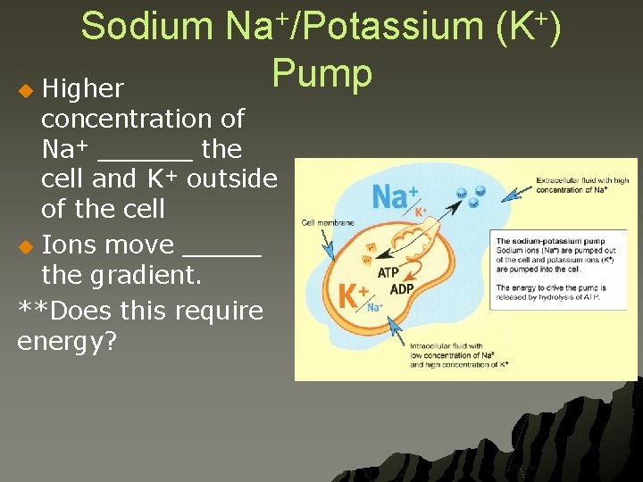 Sodium + Na /Potassium Pump Higher concentration of Na+ ______ the cell and K+