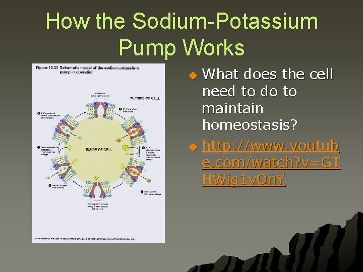 How the Sodium-Potassium Pump Works What does the cell need to do to maintain