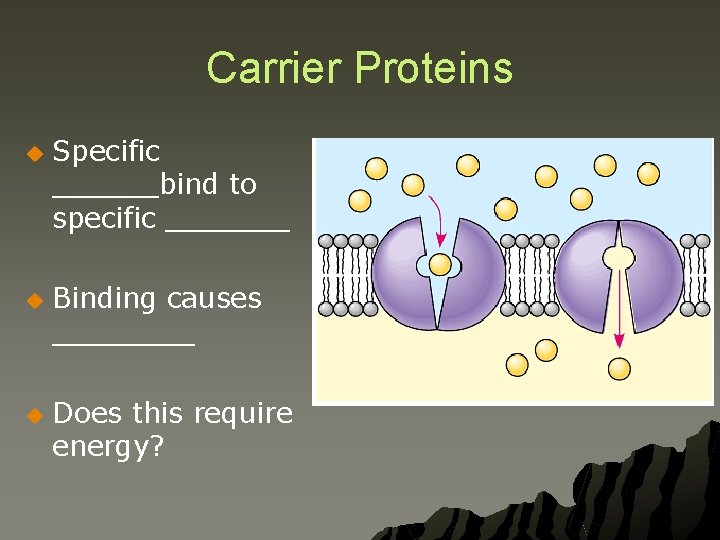 Carrier Proteins u u u Specific ______bind to specific _______ Binding causes ____ Does