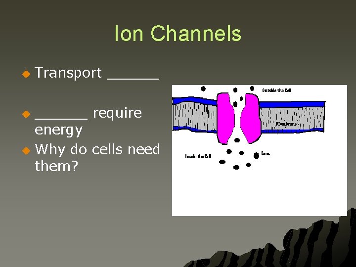 Ion Channels u Transport ______ require energy u Why do cells need them? u