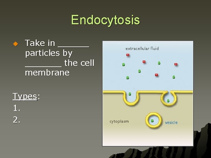 Endocytosis u Take in ______ particles by _______ the cell membrane Types: 1. 2.