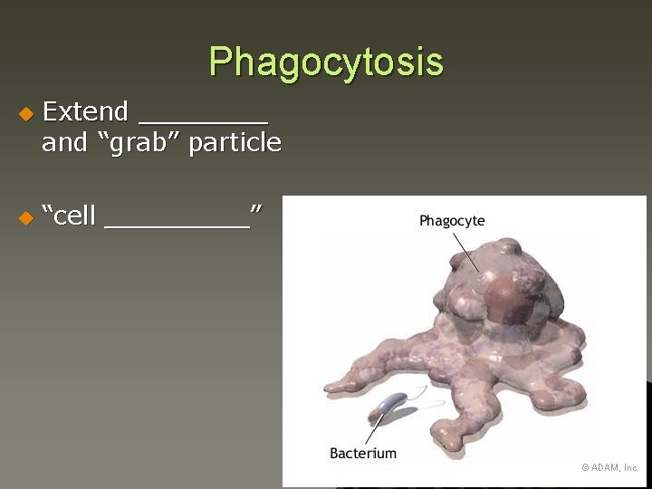 Phagocytosis u u Extend ____ and “grab” particle “cell _____” 