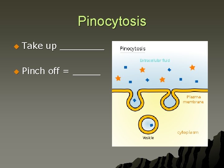 Pinocytosis u Take up ____ u Pinch off = _____ 