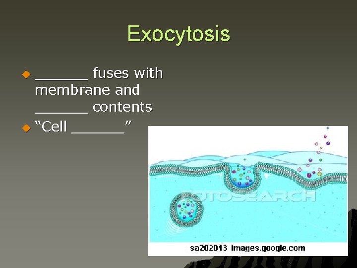 Exocytosis ______ fuses with membrane and ______ contents u “Cell ______” u 