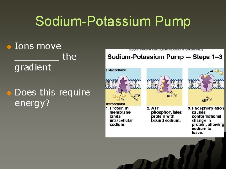 Sodium-Potassium Pump u u Ions move ____ the gradient Does this require energy? 