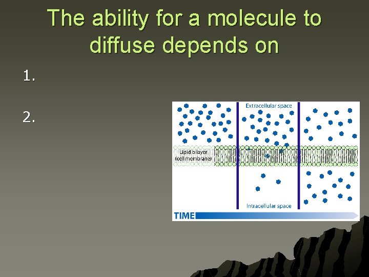 The ability for a molecule to diffuse depends on 1. 2. 