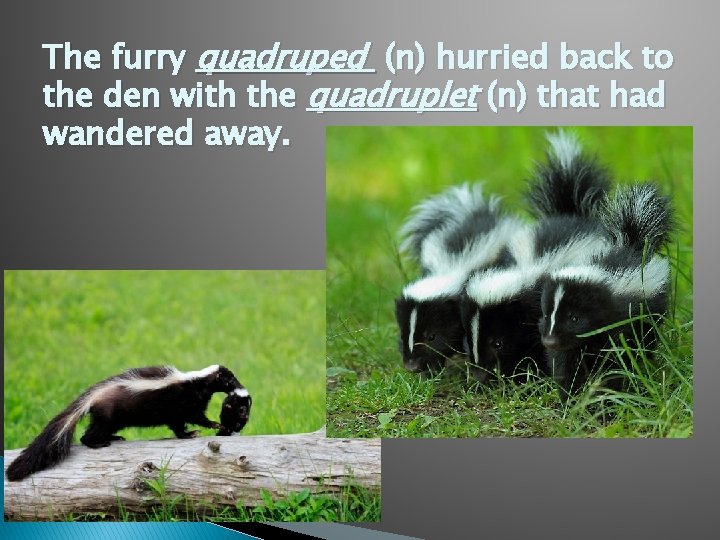 The furry quadruped (n) hurried back to the den with the quadruplet (n) that
