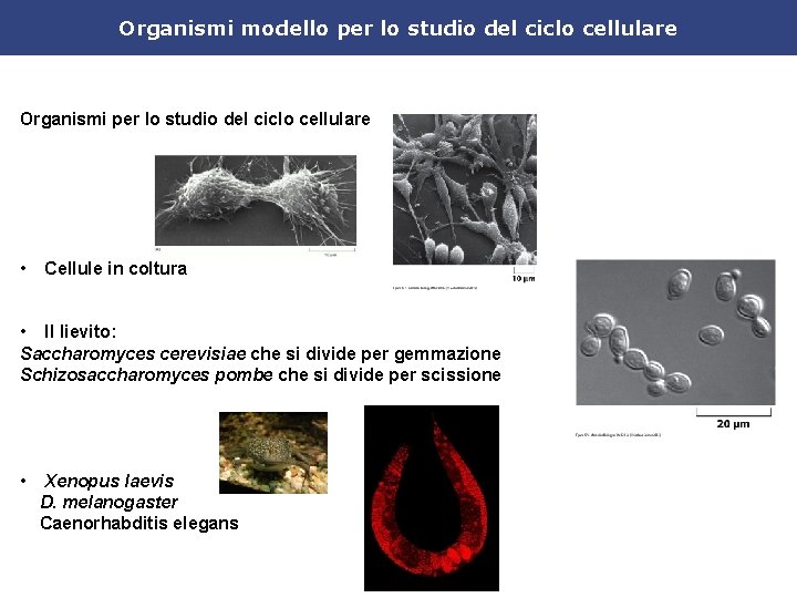 Organismi modello per lo studio del ciclo cellulare Organismi per lo studio del ciclo