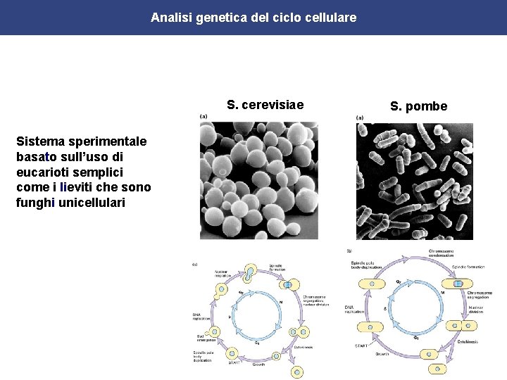 Analisi genetica del ciclo cellulare S. cerevisiae Sistema sperimentale basato sull’uso di eucarioti semplici