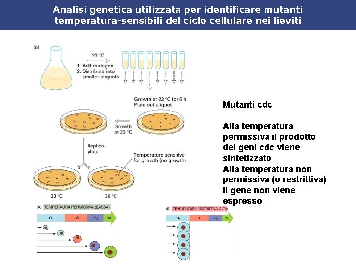 Analisi genetica utilizzata per identificare mutanti temperatura-sensibili del ciclo cellulare nei lieviti Mutanti cdc