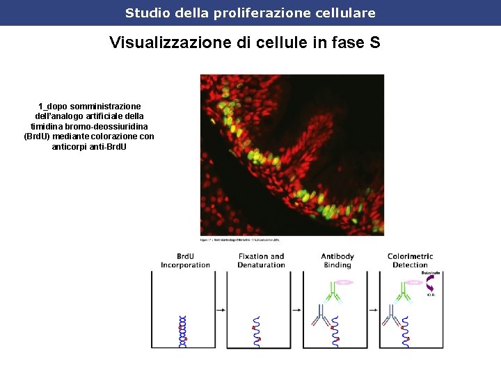 Studio della proliferazione cellulare Visualizzazione di cellule in fase S 1_dopo somministrazione dell’analogo artificiale