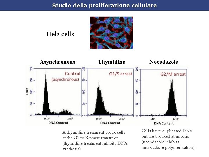 Studio della proliferazione cellulare Hela cells Asynchronous Thymidine A thymidine treatment block cells at