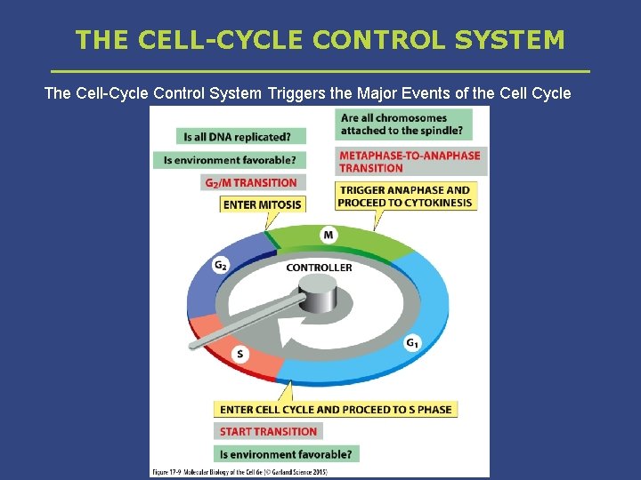 THE CELL-CYCLE CONTROL SYSTEM The Cell-Cycle Control System Triggers the Major Events of the