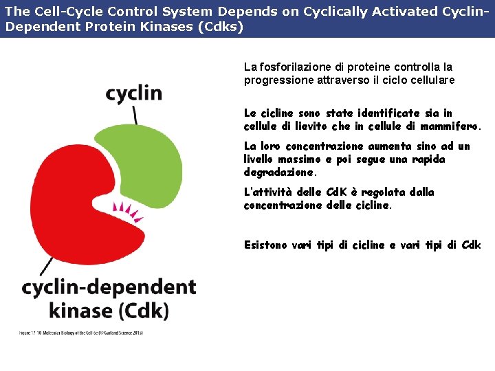 The Cell-Cycle Control System Depends on Cyclically Activated Cyclin. Dependent Protein Kinases (Cdks) La