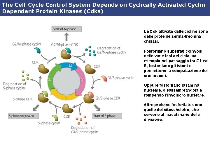 The Cell-Cycle Control System Depends on Cyclically Activated Cyclin. Dependent Protein Kinases (Cdks) Le