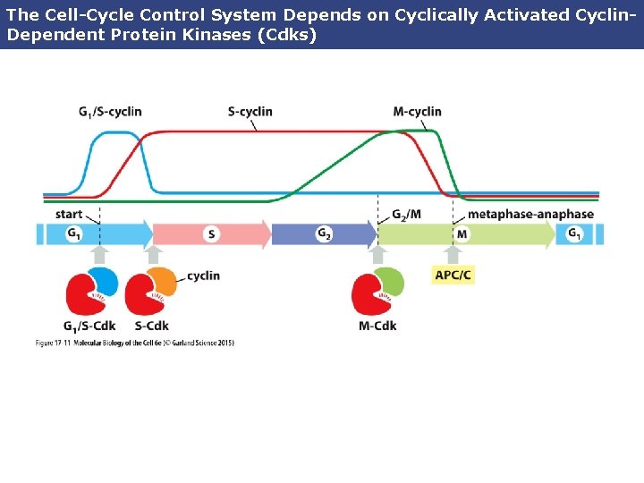 The Cell-Cycle Control System Depends on Cyclically Activated Cyclin. Dependent Protein Kinases (Cdks) 