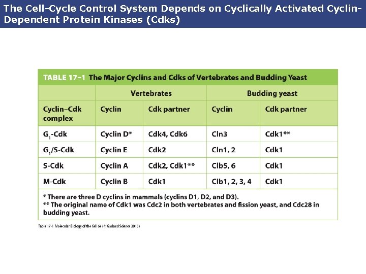 The Cell-Cycle Control System Depends on Cyclically Activated Cyclin. Dependent Protein Kinases (Cdks) 