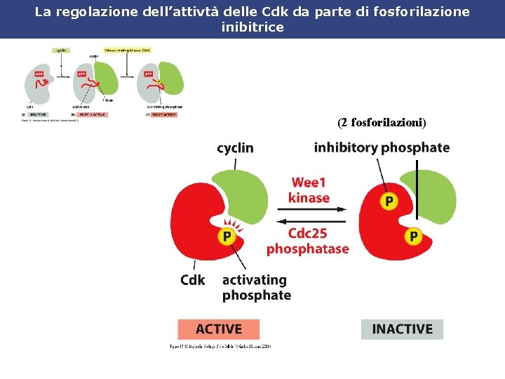 La regolazione dell’attivtà delle Cdk da parte di fosforilazione inibitrice (2 fosforilazioni) 