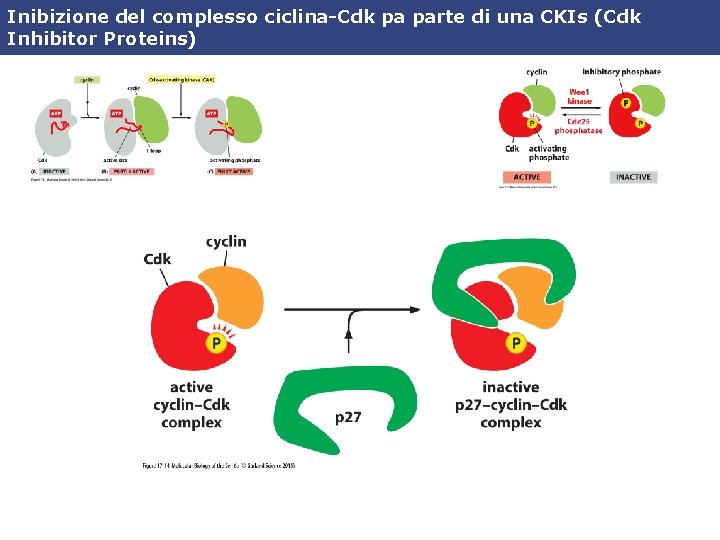 Inibizione del complesso ciclina-Cdk pa parte di una CKIs (Cdk Inhibitor Proteins) 