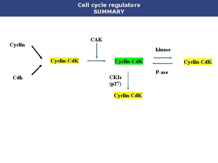 Cell cycle regulators SUMMARY CAK Cyclin kinase Cyclin-Cd. K Cdk Cyclin-Cd. K CKIs (p