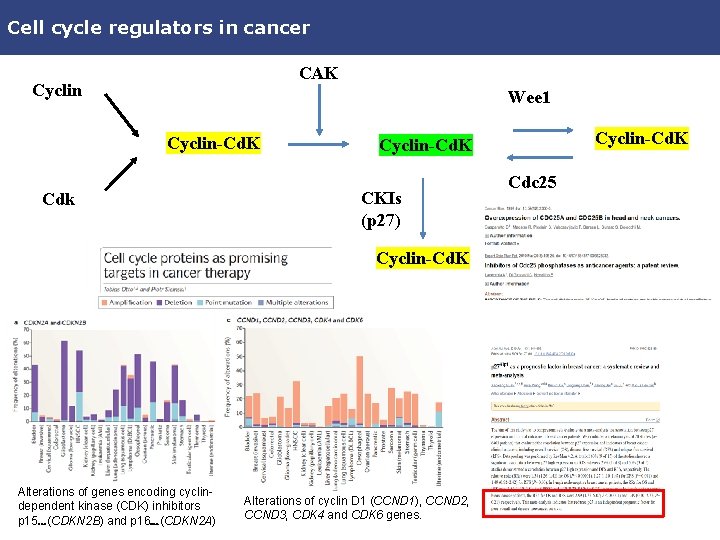 Cell cycle regulators in cancer CAK Cyclin Wee 1 Cyclin-Cd. K CKIs (p 27)