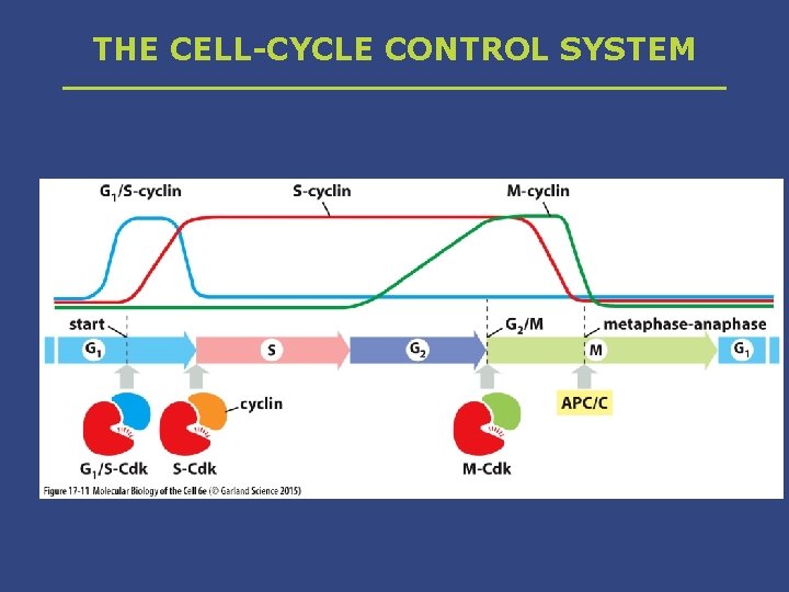THE CELL-CYCLE CONTROL SYSTEM 