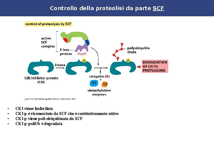 Controllo della proteolisi da parte SCF • • CKI viene fosforilata CKI-p è riconosciuto