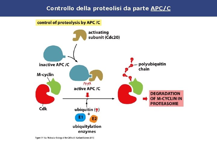 Controllo della proteolisi da parte APC/C 