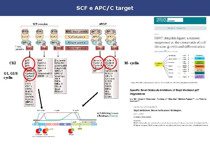 SCF e APC/C target CKI G 1, G 1/S cyclin M- cyclin 