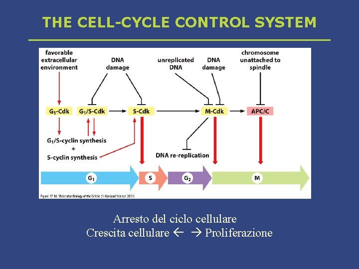 THE CELL-CYCLE CONTROL SYSTEM Arresto del ciclo cellulare Crescita cellulare Proliferazione 