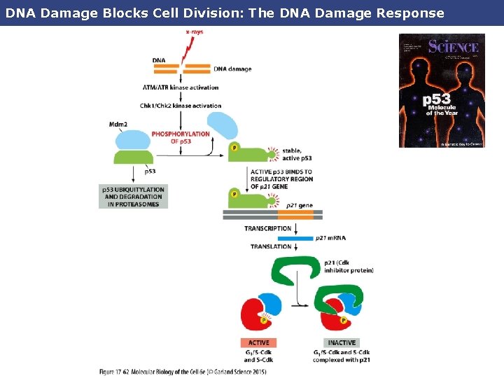 DNA Damage Blocks Cell Division: The DNA Damage Response 