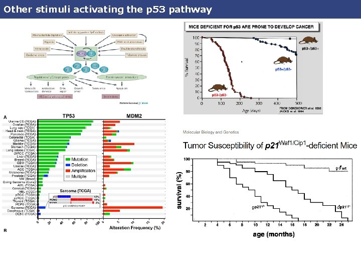 Other stimuli activating the p 53 pathway 